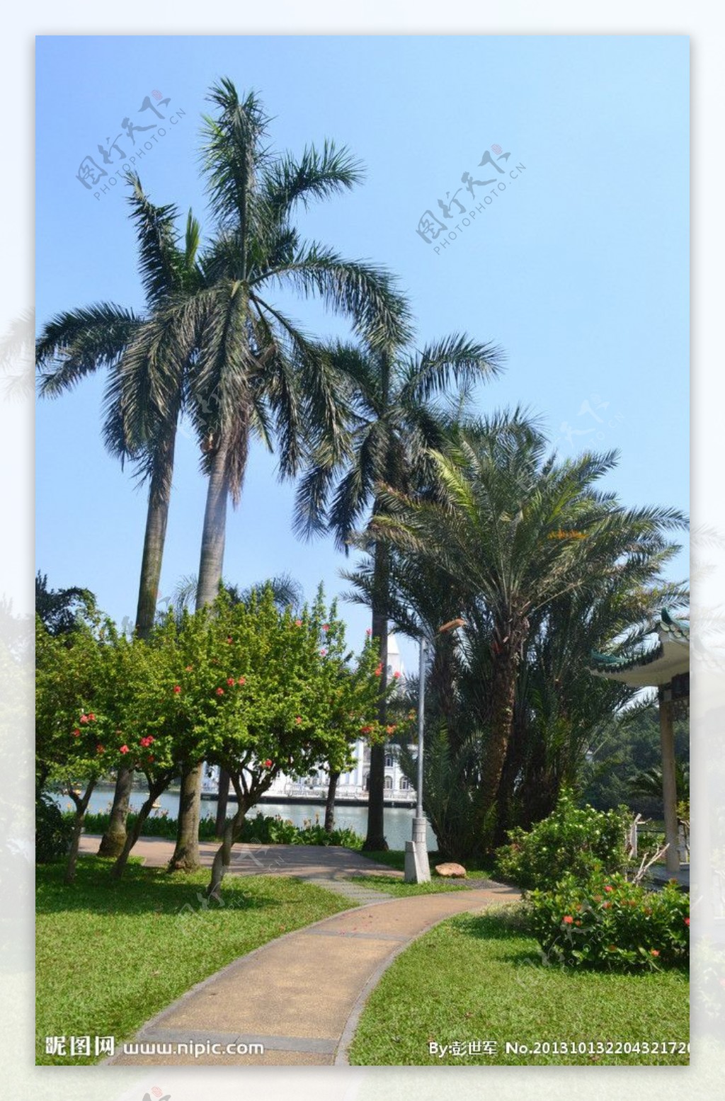 椰树风光图片