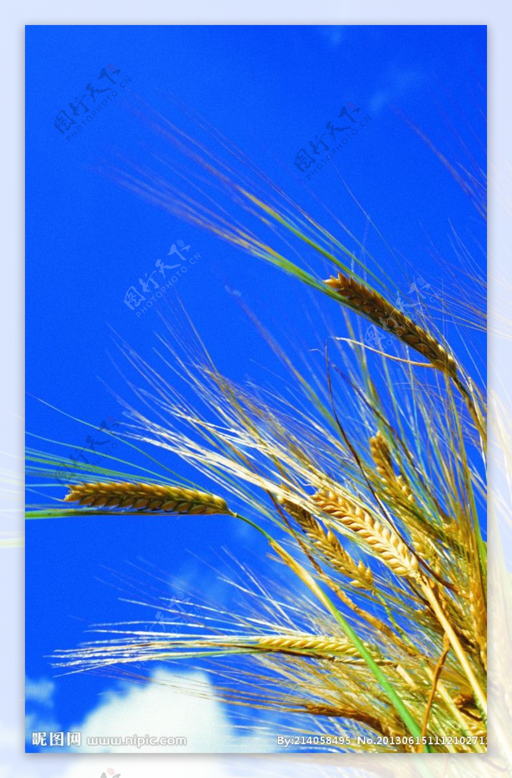 小麦天空麦子图片