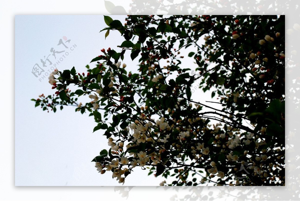 山丁子树花图片