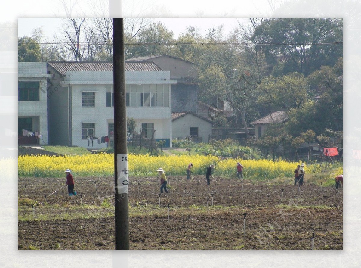 蔬菜基地油菜花图片