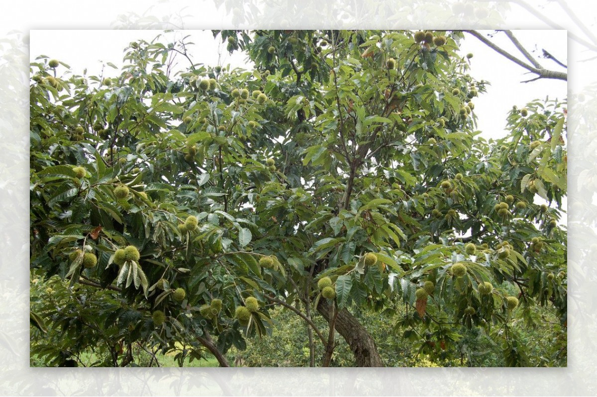板栗树图片
