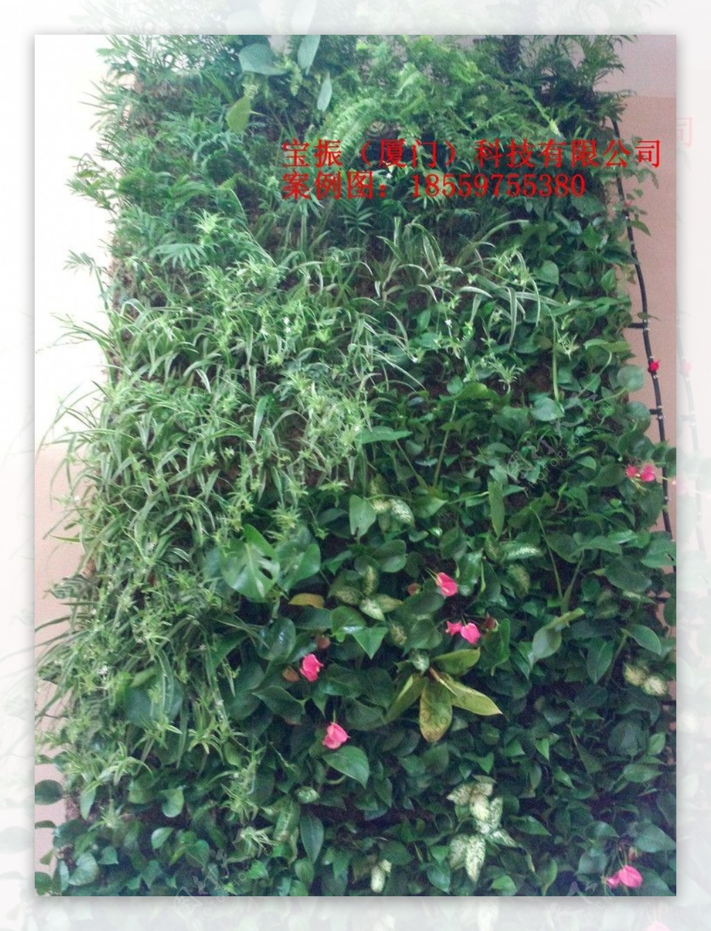 植物墙花墙立体绿图片