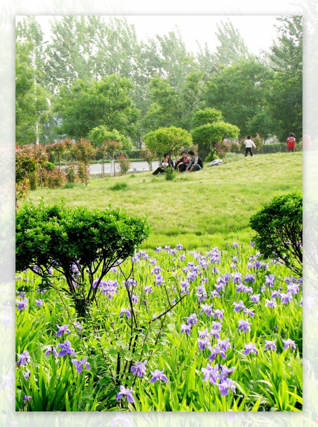 阳谷开发区园林绿化图片