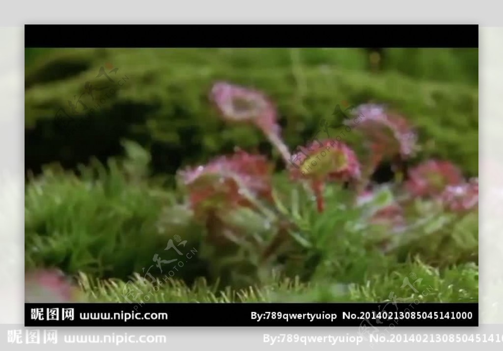 植物花朵背景视频素材
