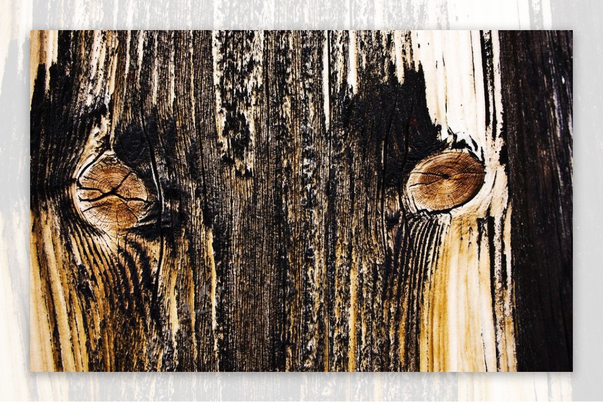 木头大树图片