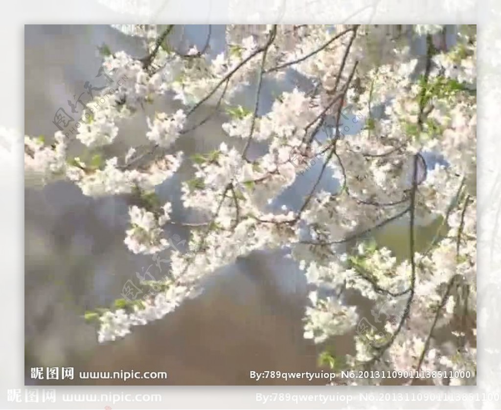 樱花盛开视频素材