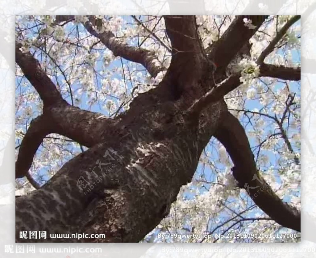 樱花盛开视频素材