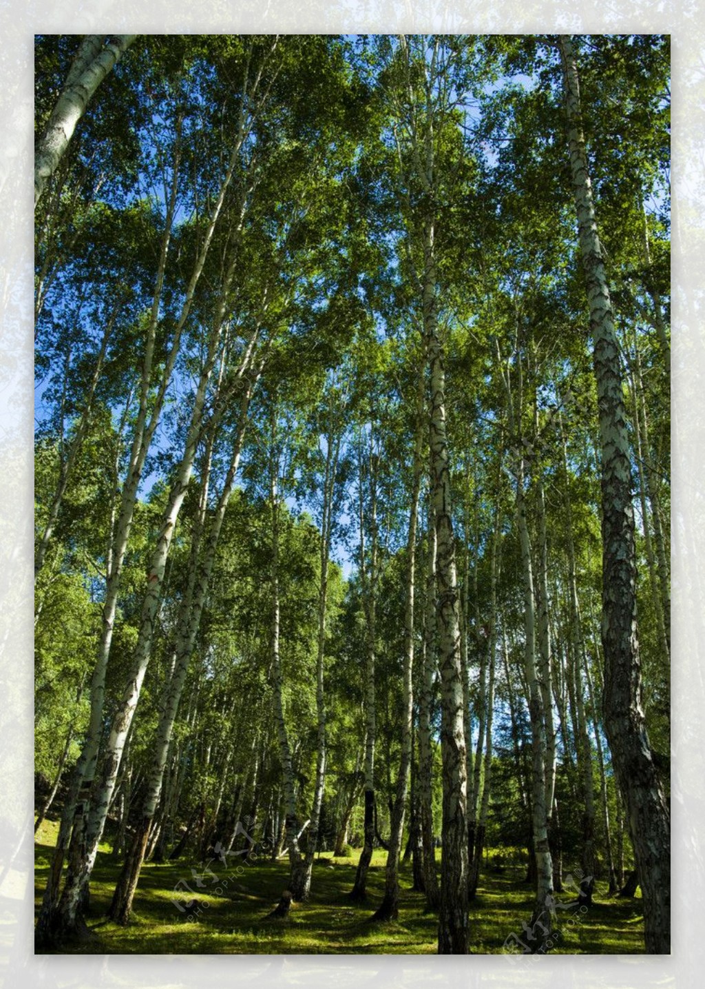 森林蓝天森林图片