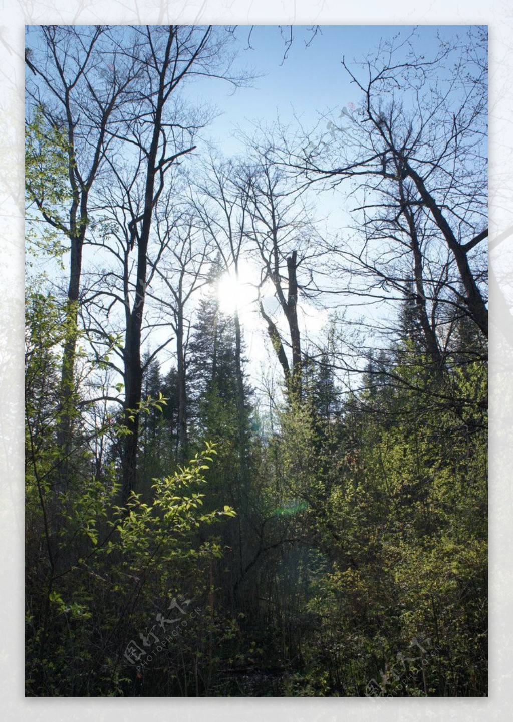 东北森林公园图片