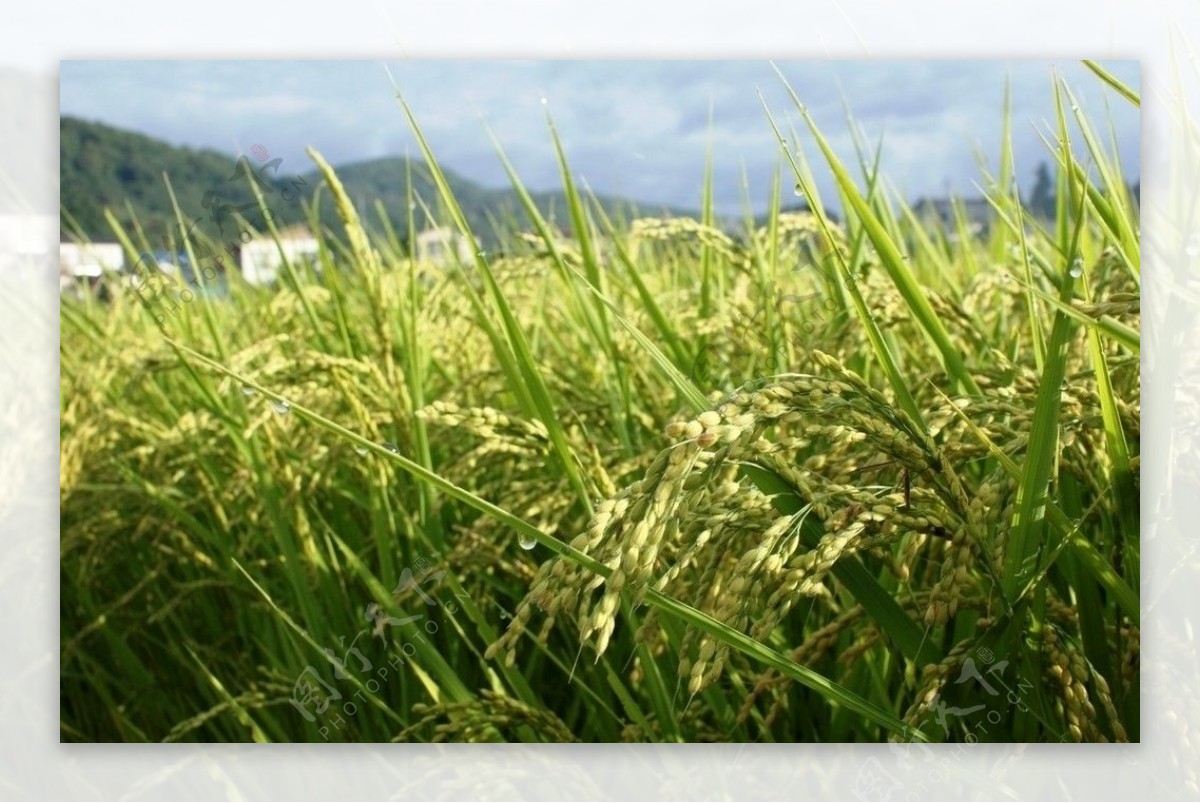 水稻素材图片