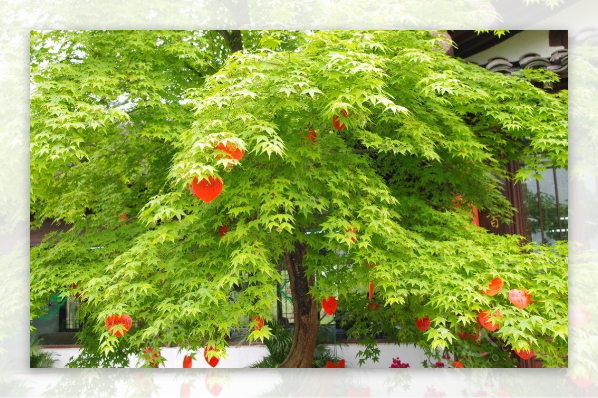 杭州西溪爱情树图片