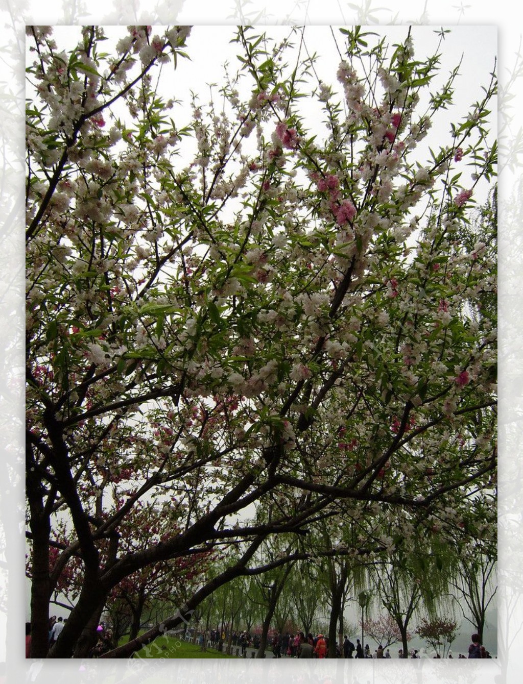 桃花朵朵开 西湖春色浓