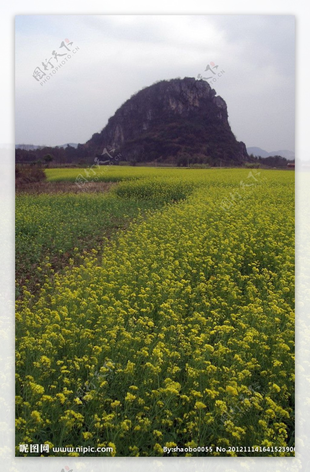 油菜花图片