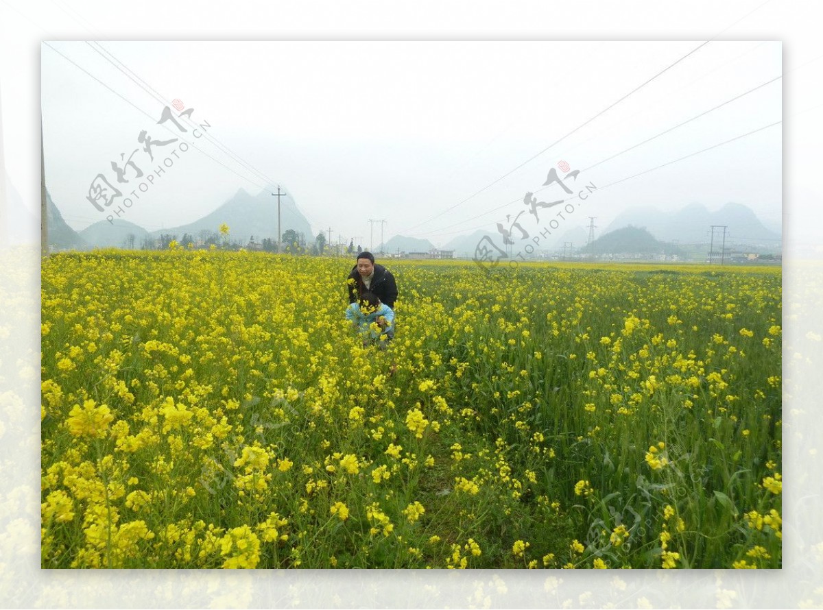 菜花地图片