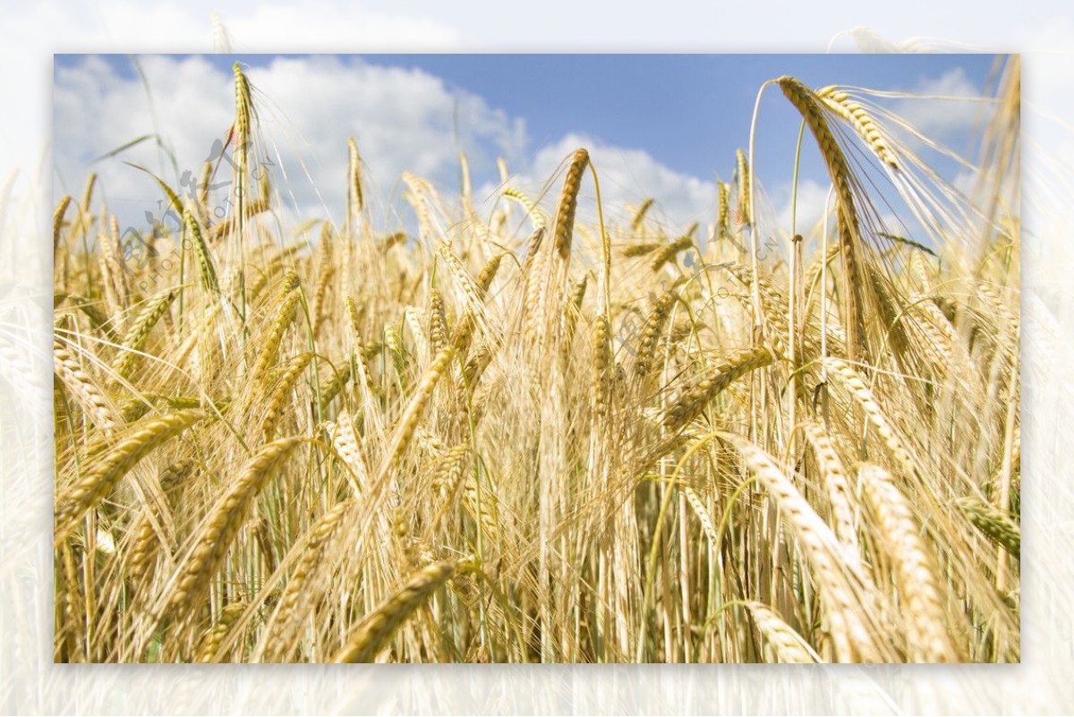 麦地麦子麦穗图片