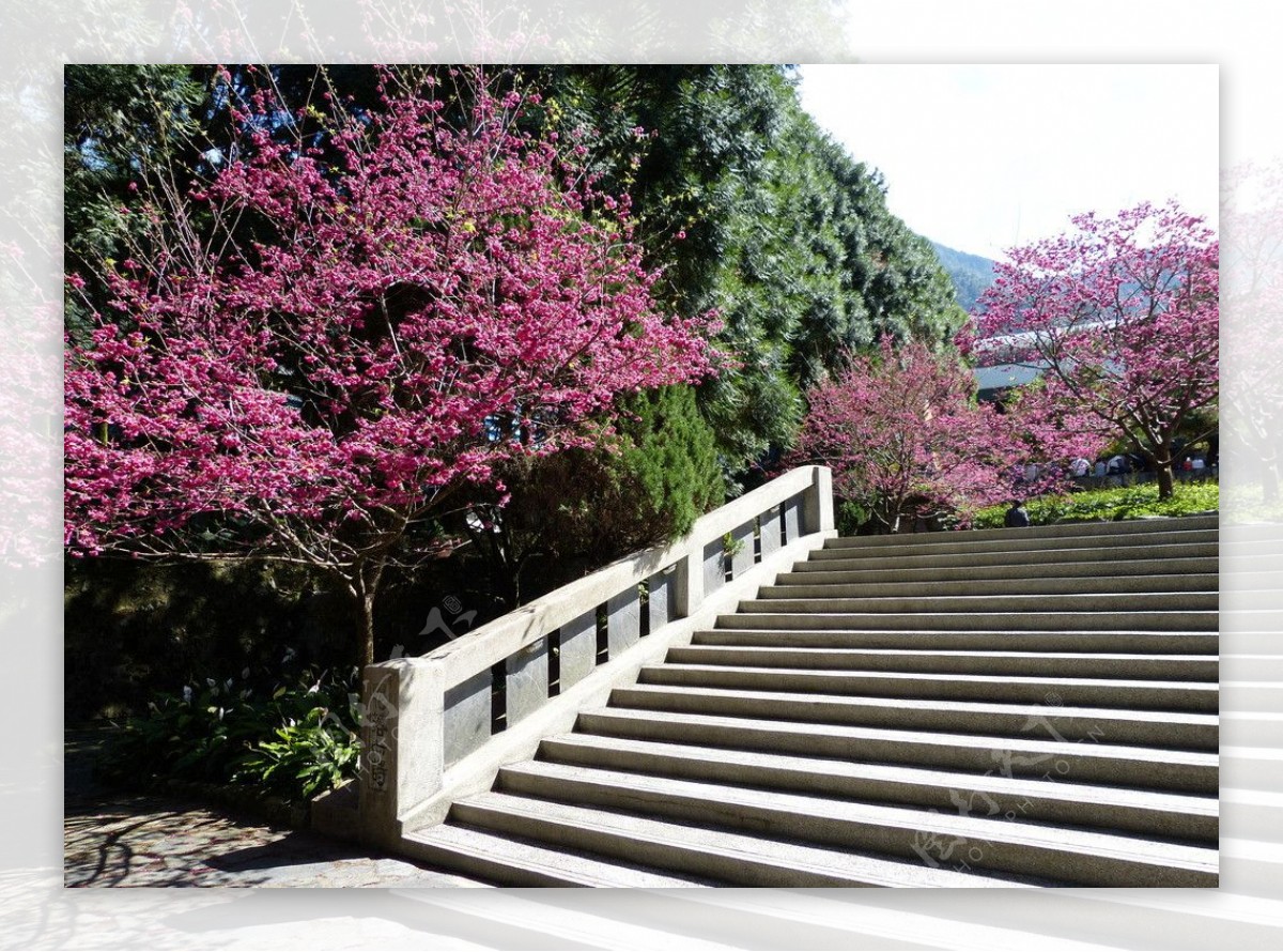 樱花阶梯图片