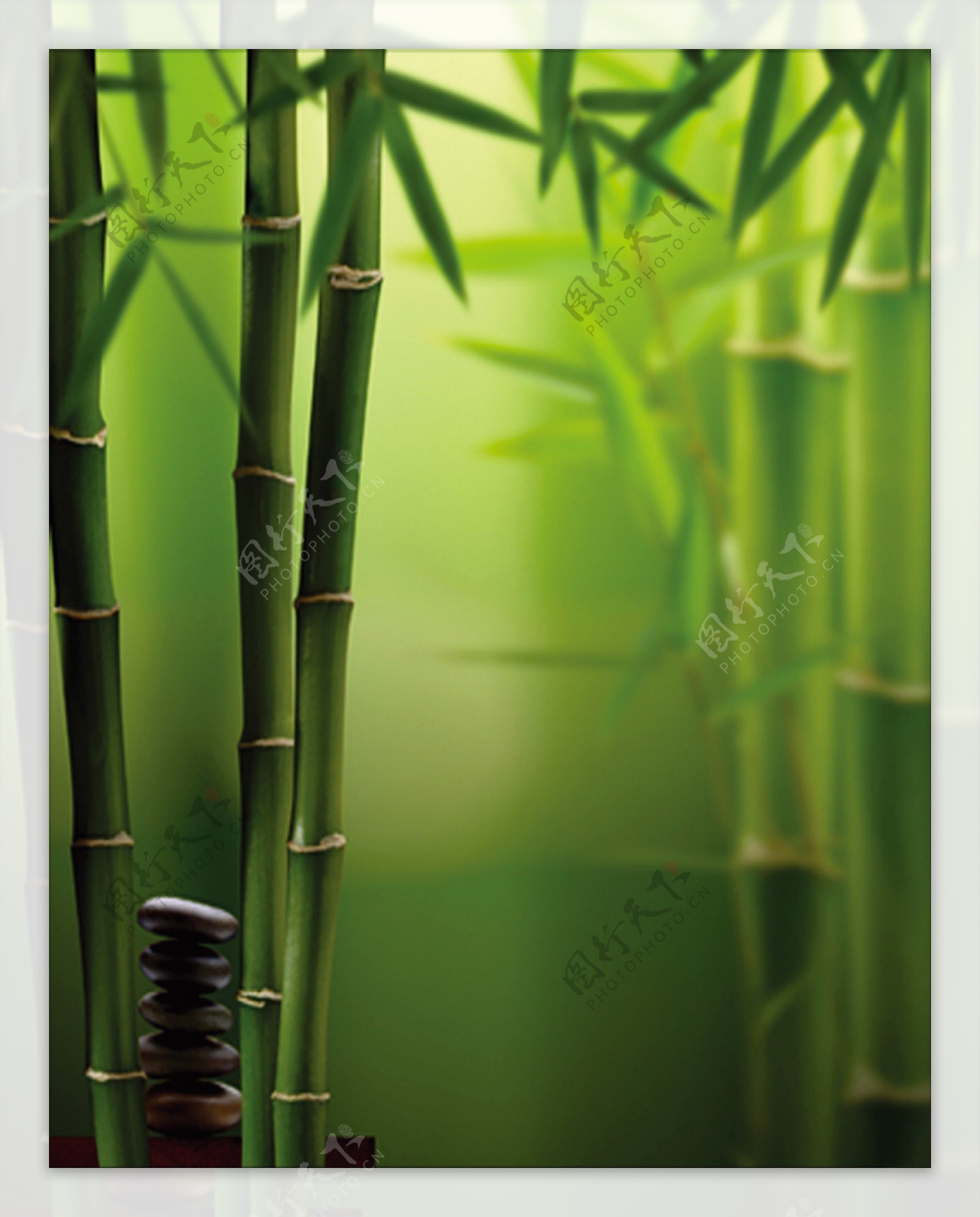 绿竹子图片