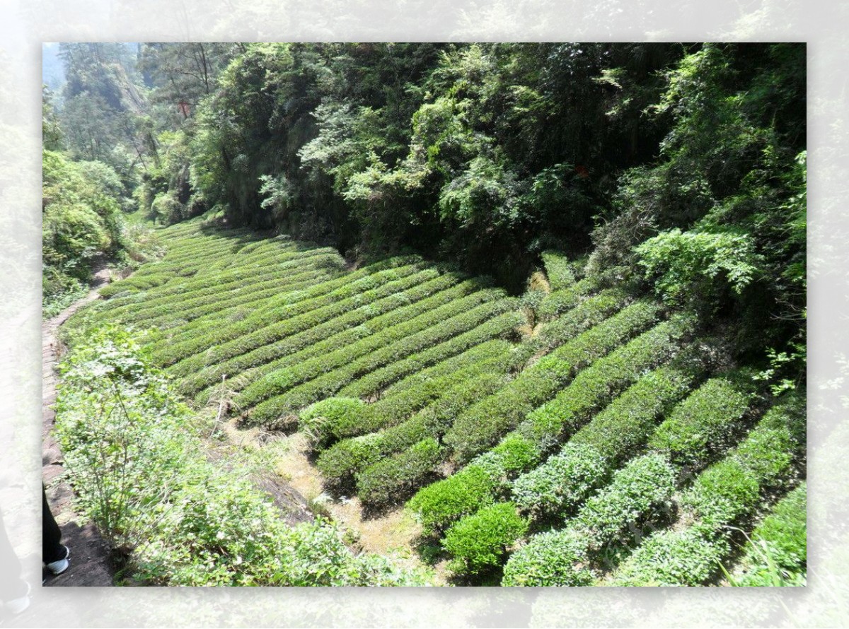 武夷山大红袍茶园图片