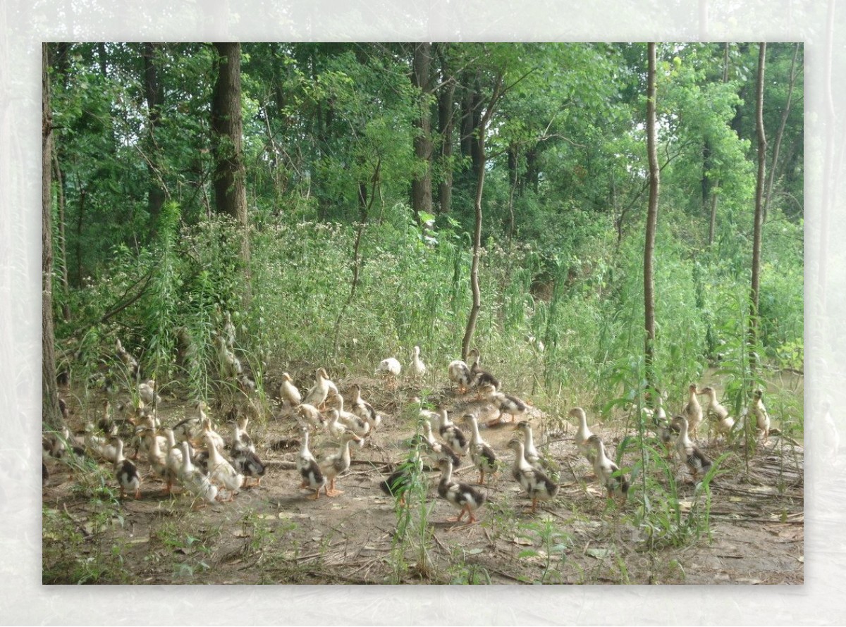 树林里的鸭子图片