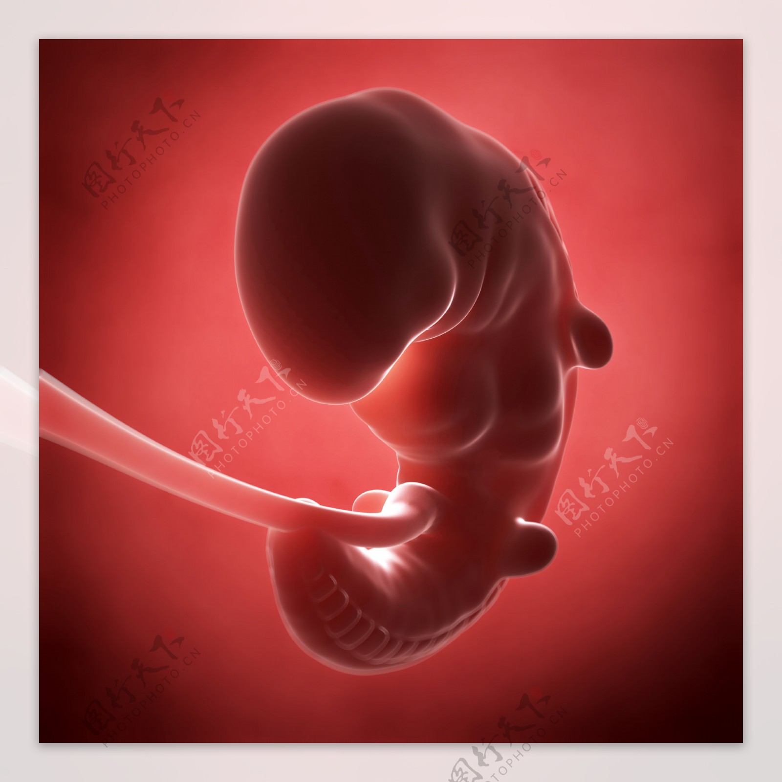 发育中的胚胎图片