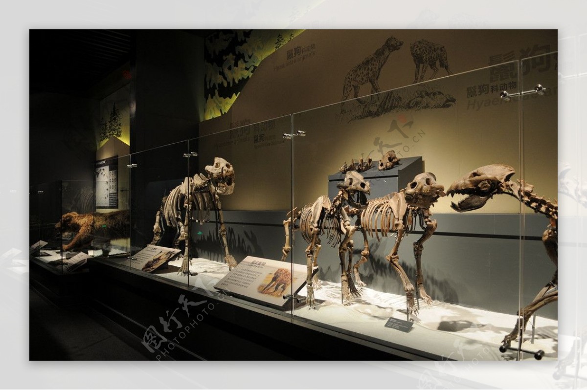最后鬣狗化石展示图片