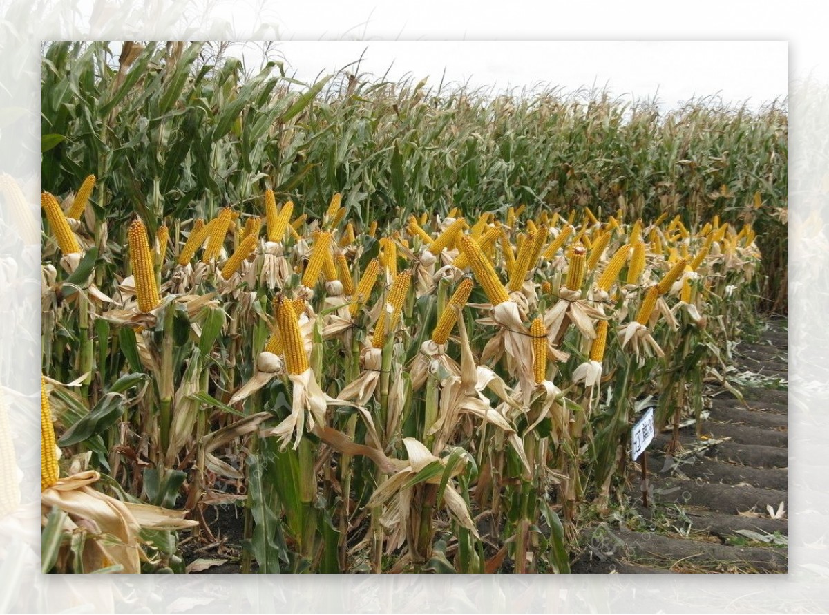 玉米庄稼图片