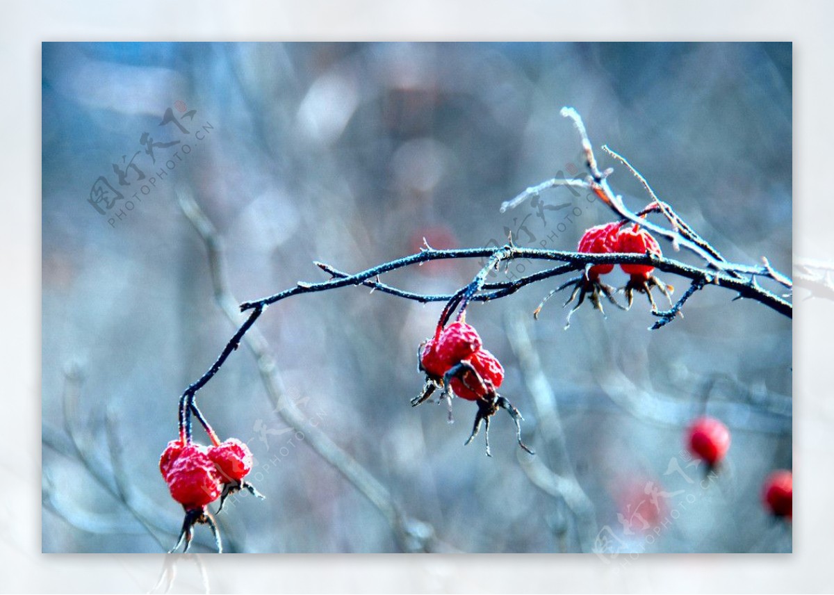 冬季野玫瑰果实图片