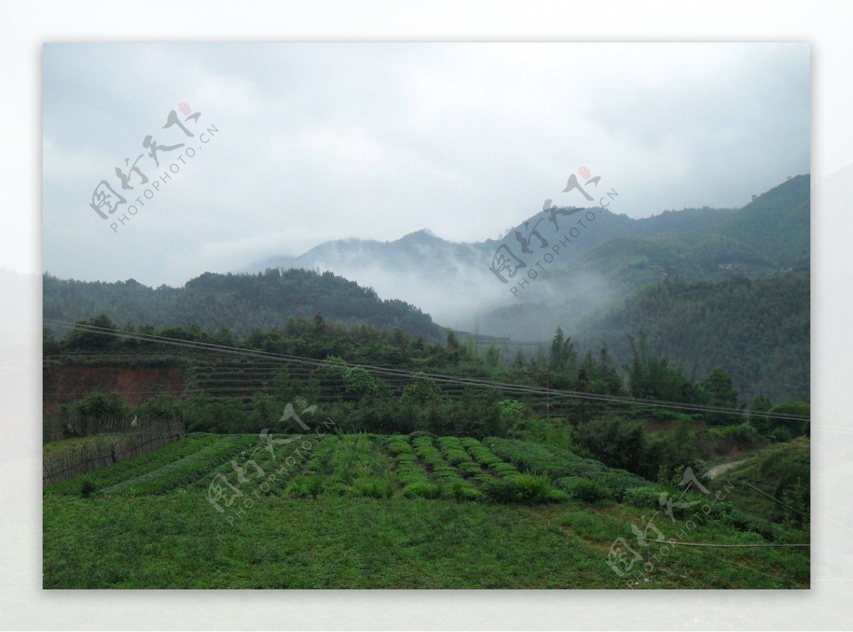 安溪茶山之美图片