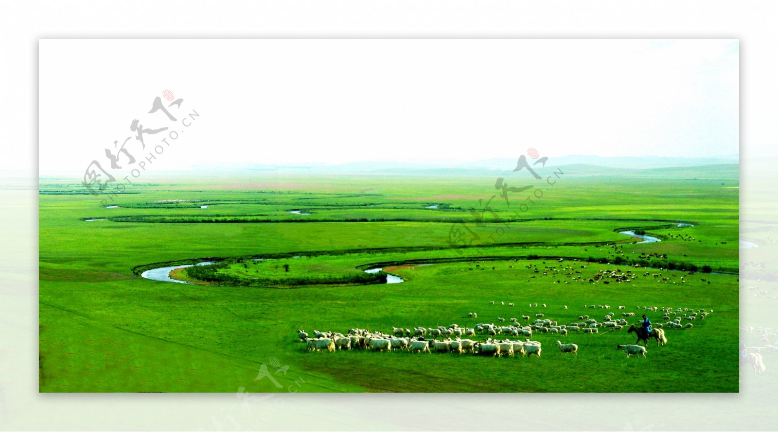 草原千里牛羊肥图片