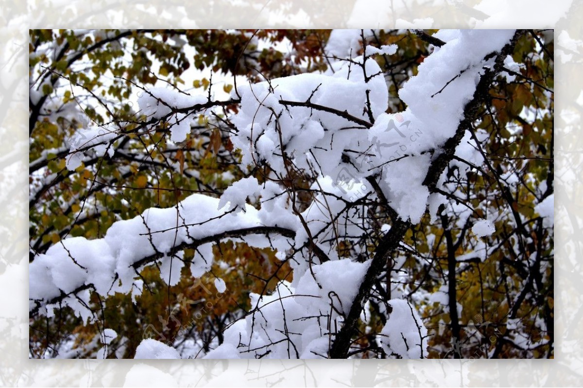 雪后图片