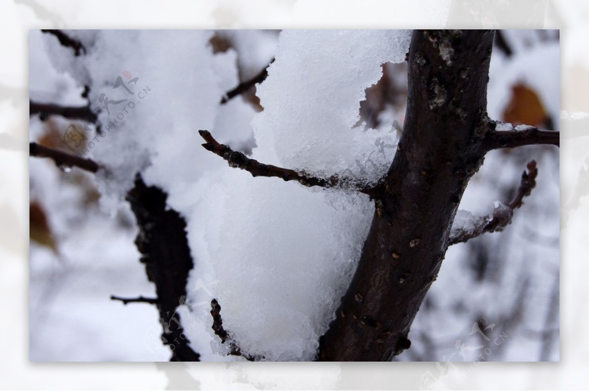 雪压枝头图片