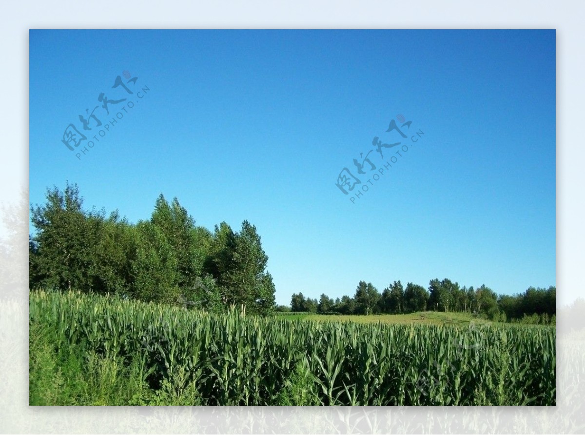 村间无暇的蓝天与田地树木图片