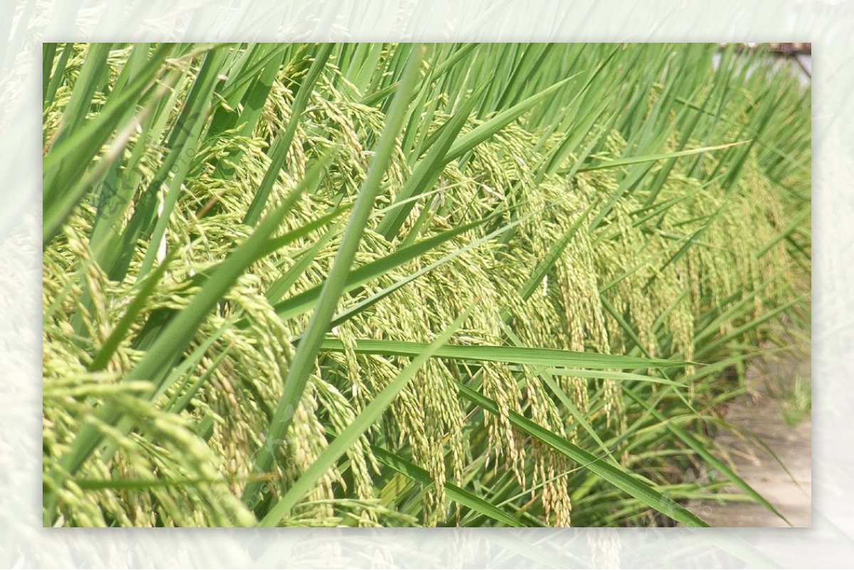 杂交水稻种子图片