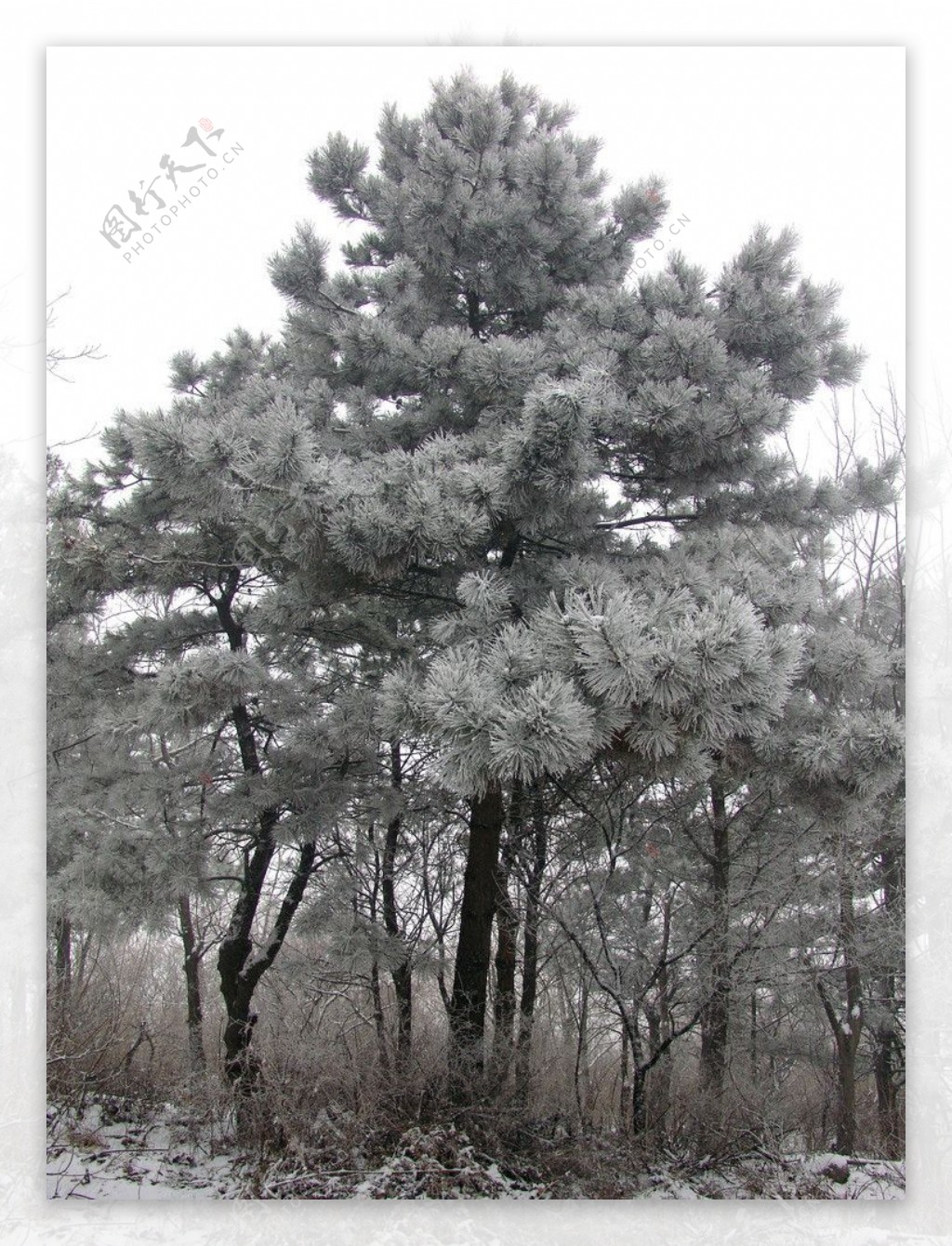 冬日树挂图片