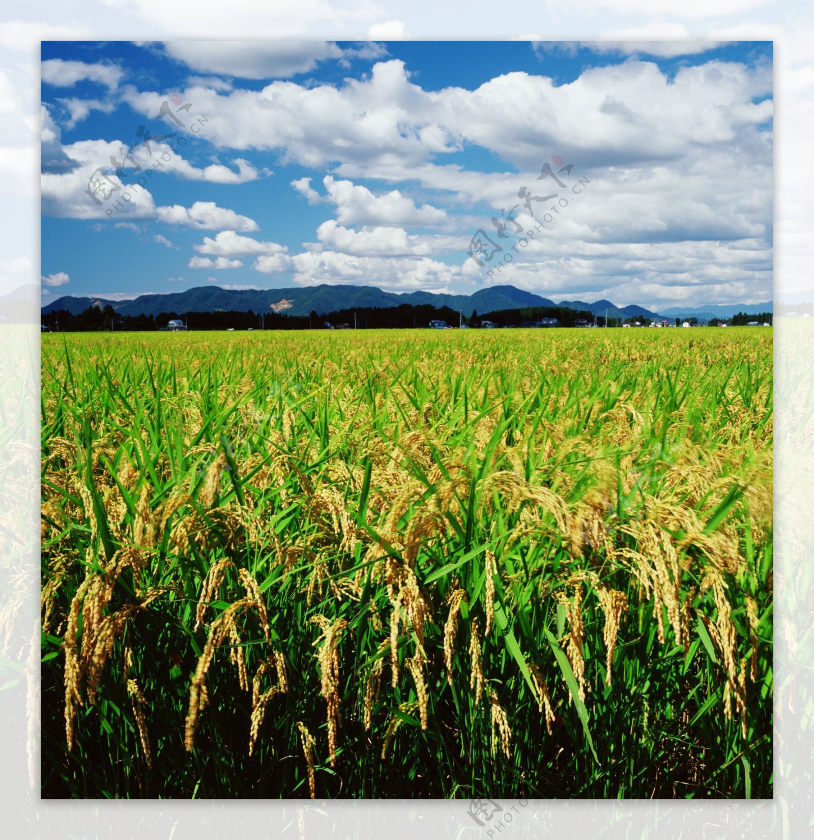 天空下的稻田图片