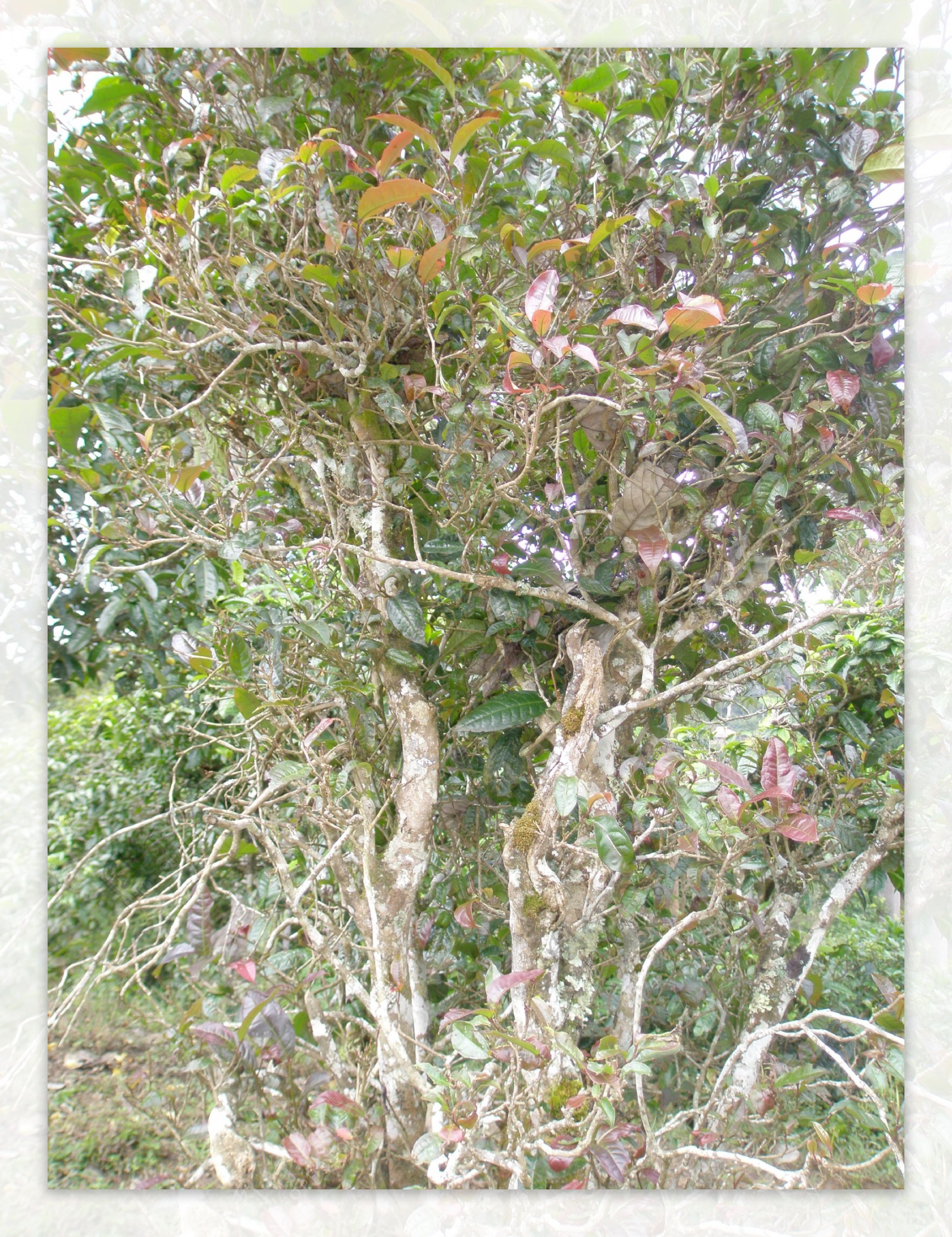 树木树叶图片