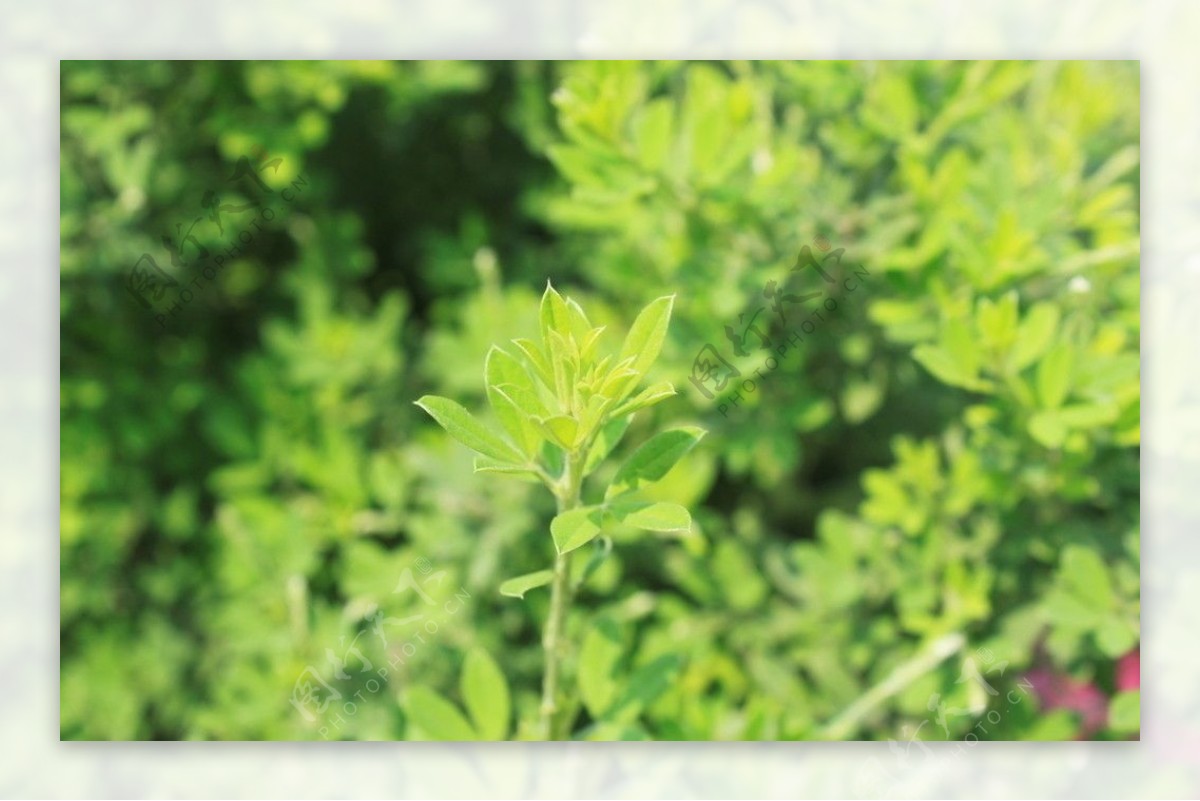 植物图片