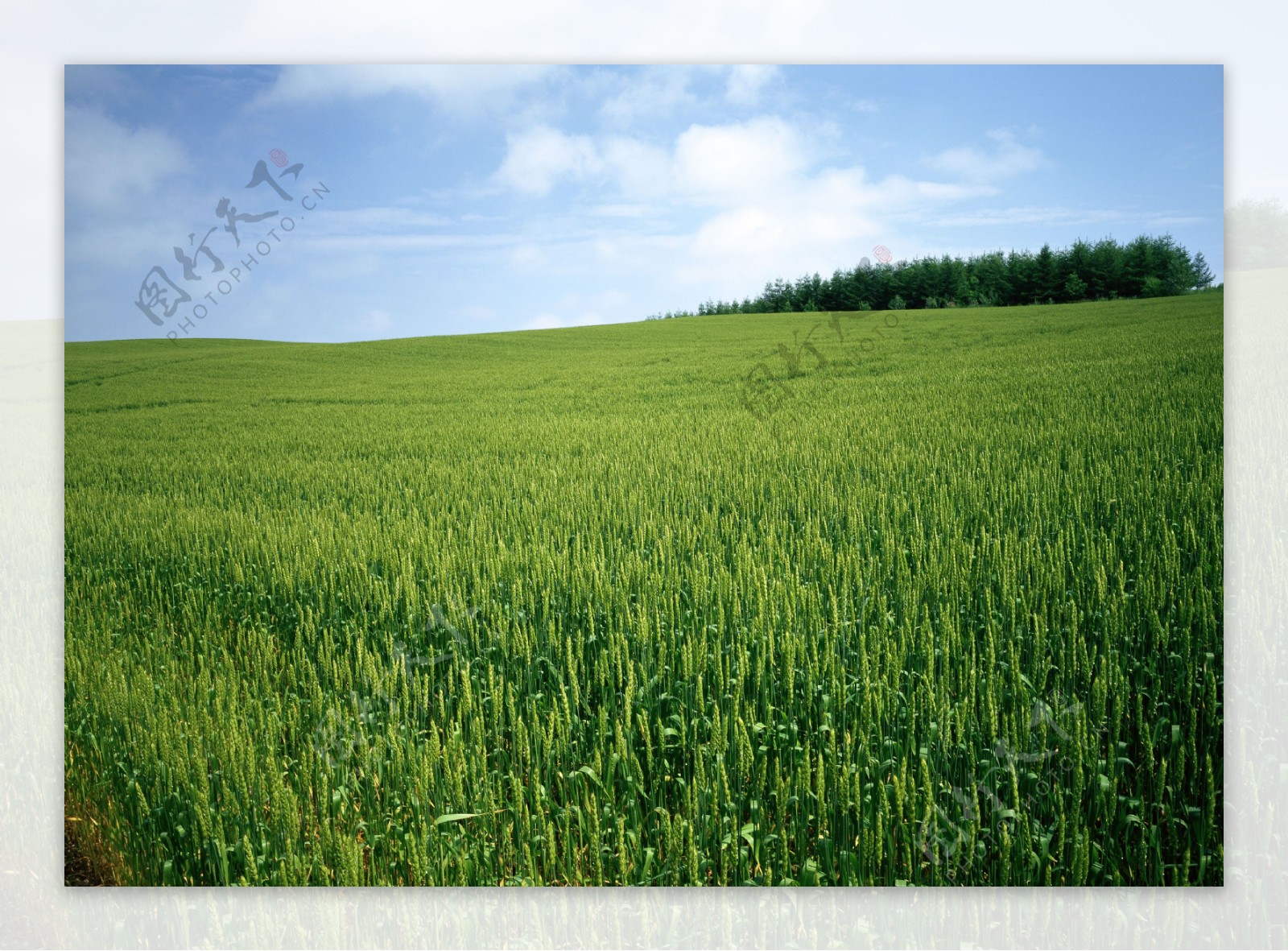 麦地麦子图片
