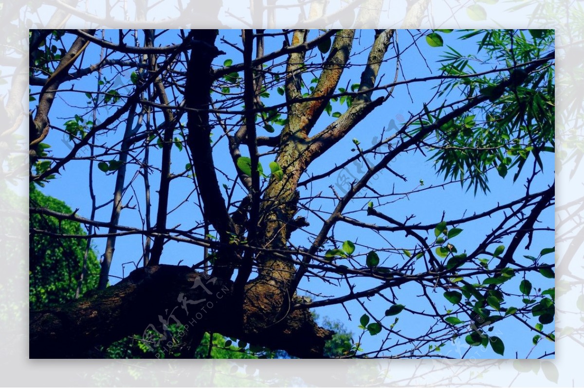 野酸桐山野灌木图片