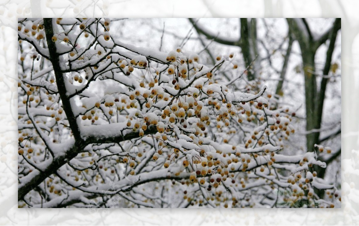 冬季雪景图片