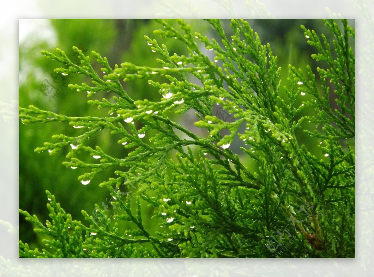 雨润柏枝翠图片