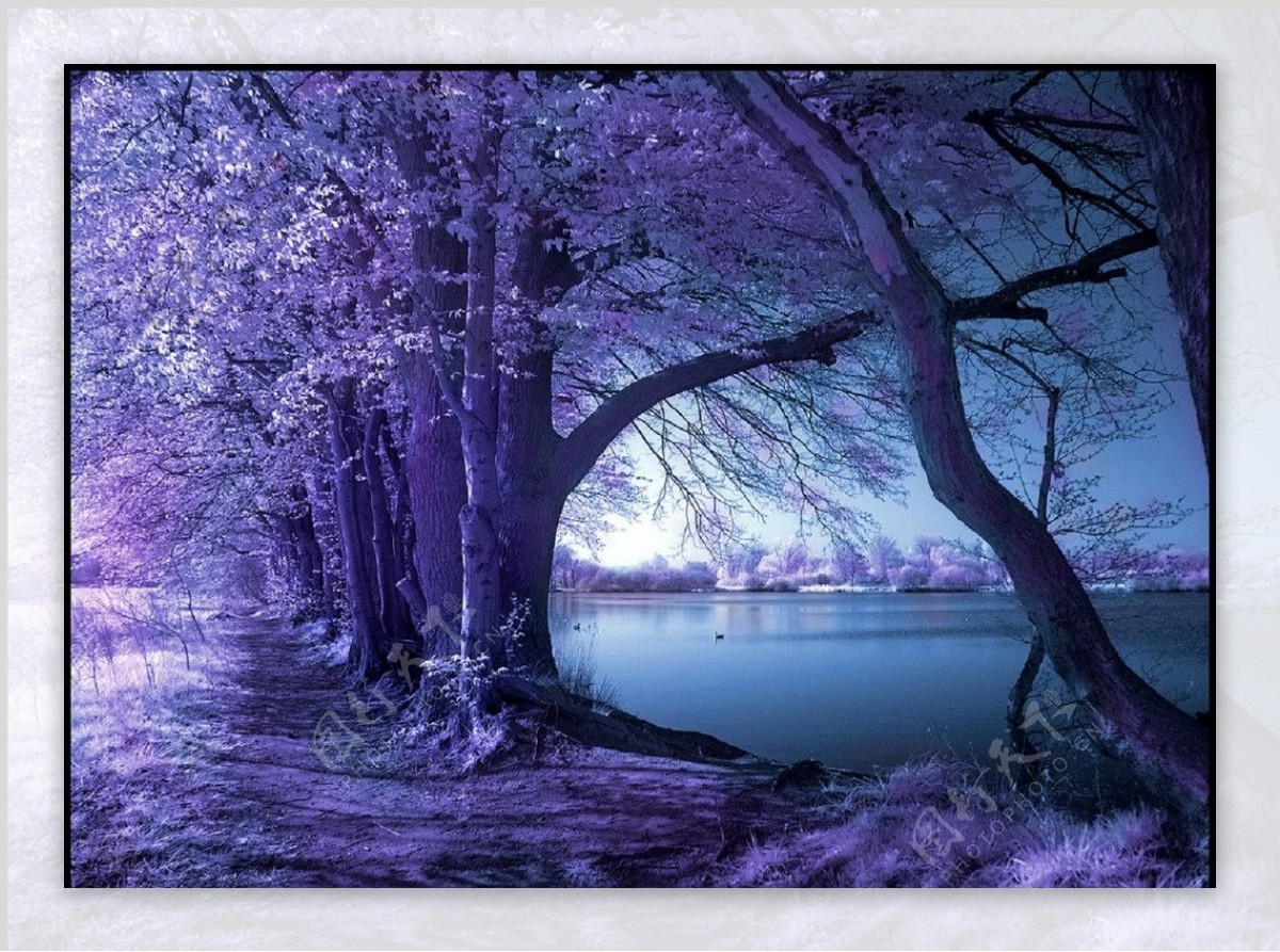 紫树林图片
