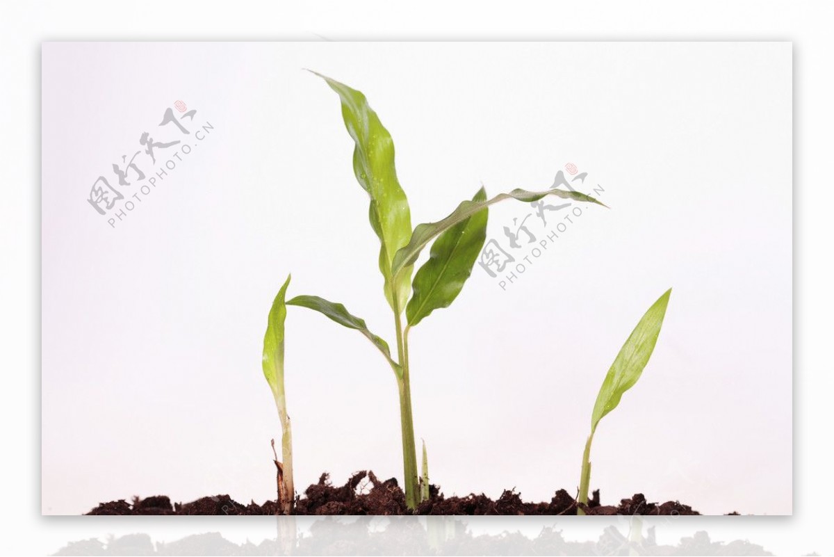 植物幼苗高清图片