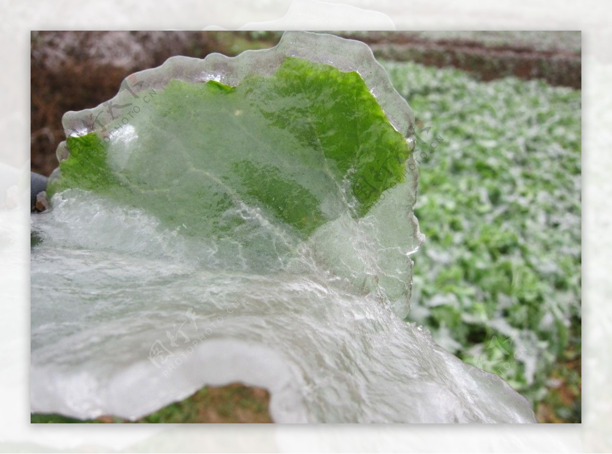 油菜叶面覆冰图片