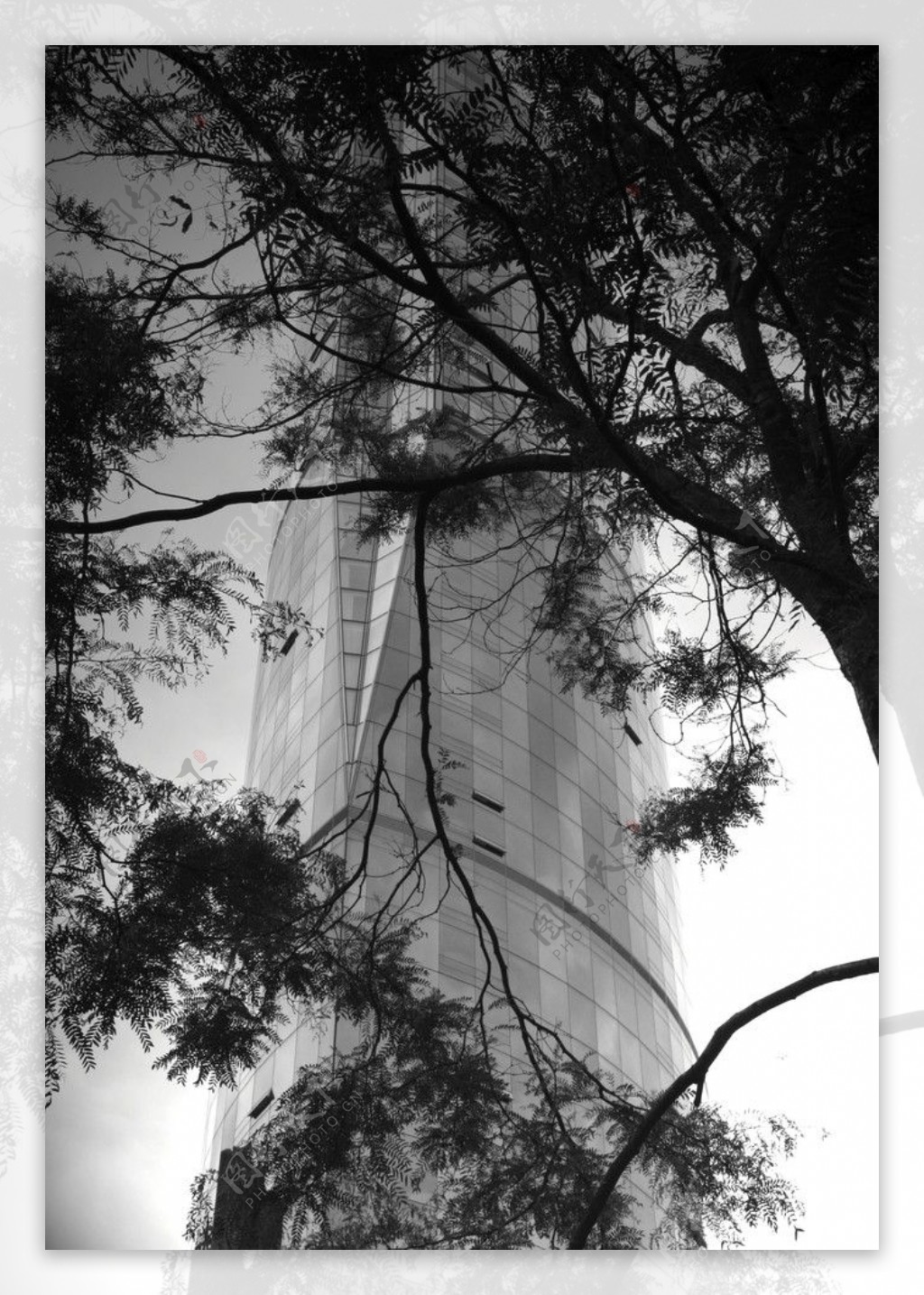 树枝和高楼建筑图片