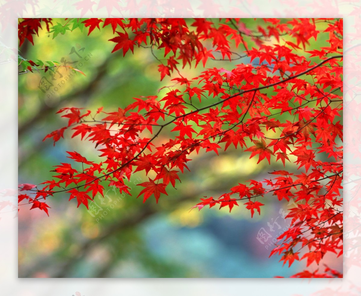 枫树叶树叶红色图片