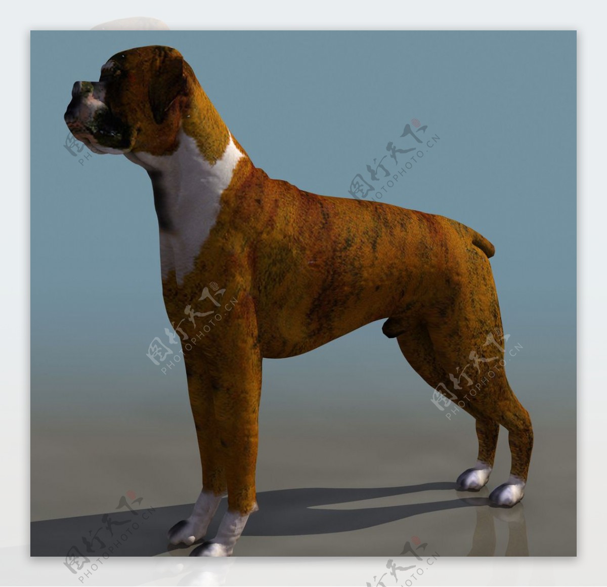 BOXER狗3d模型图片