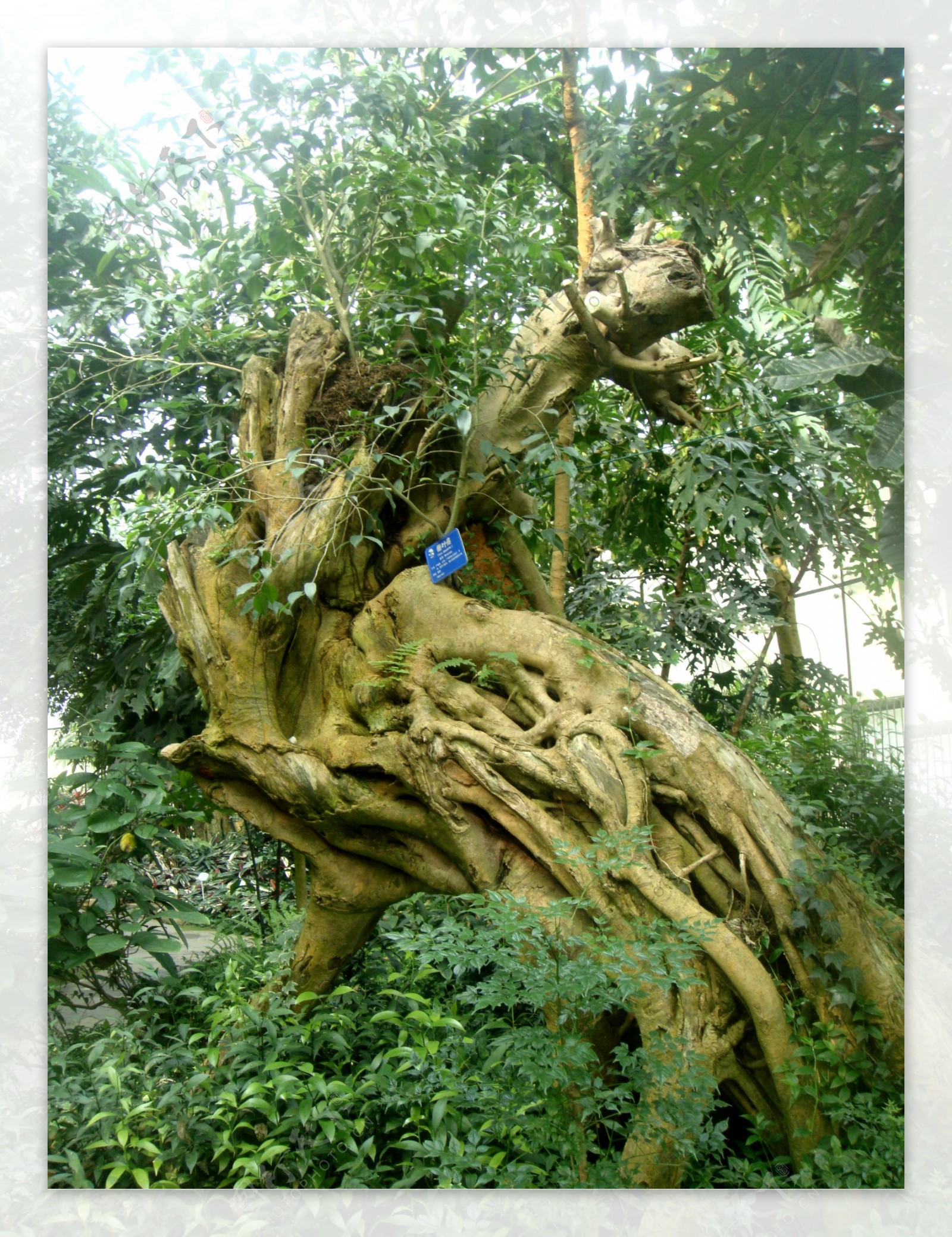 热带植物榕树图片