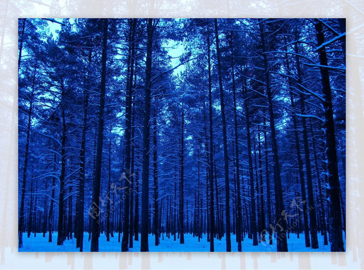 森林之雪图片