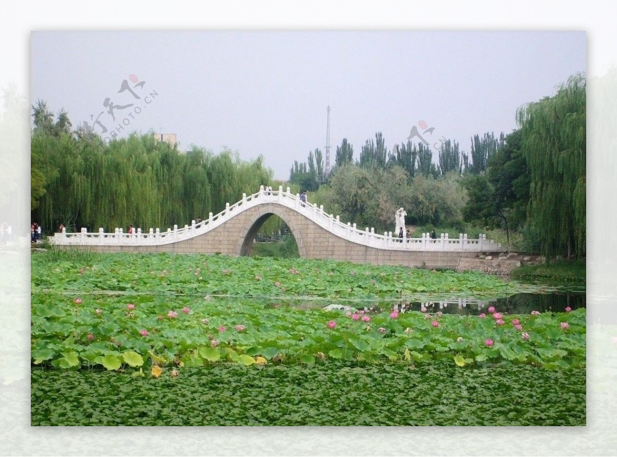 荷塘拱桥图片